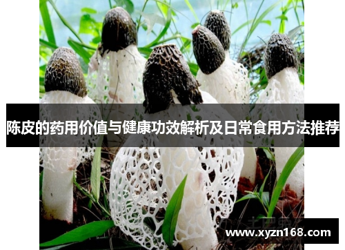 陈皮的药用价值与健康功效解析及日常食用方法推荐