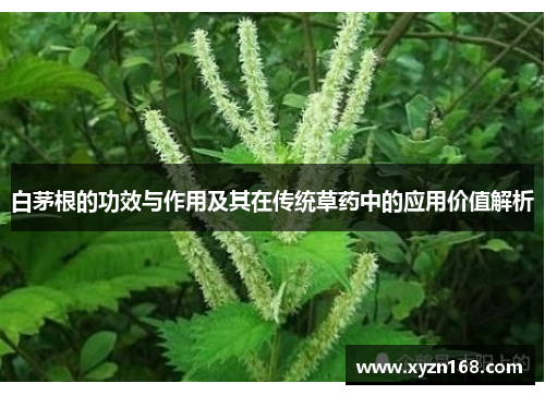 白茅根的功效与作用及其在传统草药中的应用价值解析
